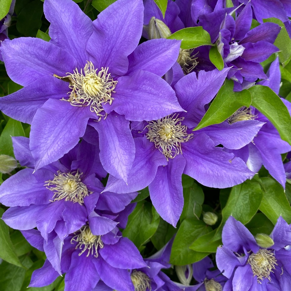 Meet your Posher, Brittney